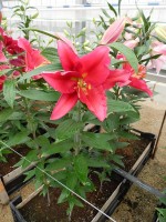 [5670 VZ W09 0644-01 No01.JPG]